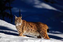 Luchs - Zum Vergroessern klicken!